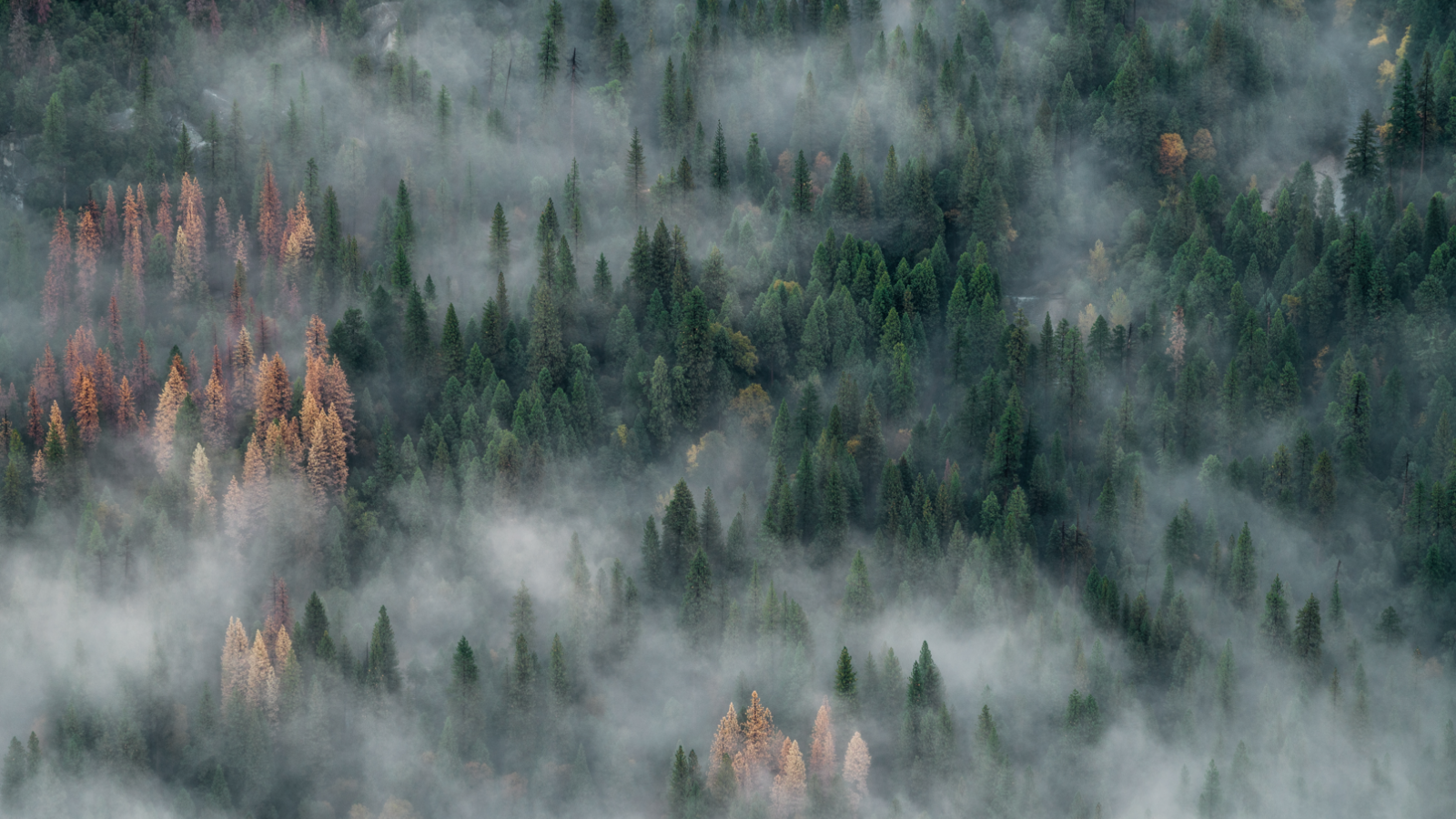 Protecting Your Home and Health During Wildfires